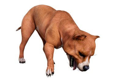 Beyaz arka planda izole edilmiş bir Amerikan pitbull teriyer köpeğinin 3 boyutlu görüntüsü