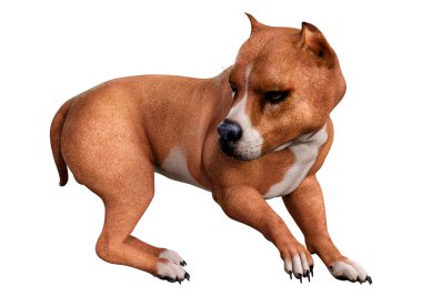 Beyaz arka planda izole edilmiş bir Amerikan pitbull teriyer köpeğinin 3 boyutlu görüntüsü