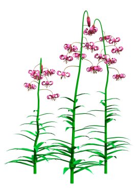 Üç boyutlu Lilium Martagon çiçekleri ya da Martagon zambağı ya da Türkler beyaz arka planda izole edilmiş zambak kapağı