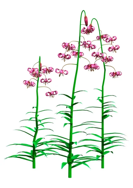 Boyutlu Lilium Martagon Çiçekleri Martagon Zambağı Türkler Beyaz Arka Planda — Stok fotoğraf