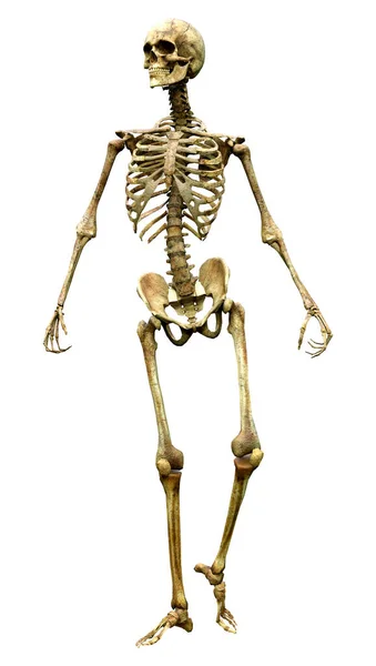 Renderização Esqueleto Humano Isolado Fundo Branco — Fotografia de Stock