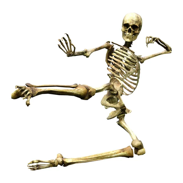 Darstellung Eines Menschlichen Skeletts Isoliert Auf Weißem Hintergrund — Stockfoto