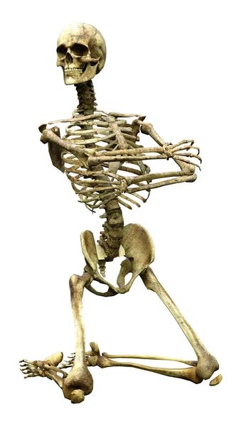 Darstellung Eines Menschlichen Skeletts Isoliert Auf Weißem Hintergrund — Stockfoto