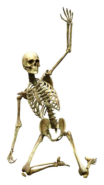 Rendering Human Skeleton Isolated White Background — Stock Photo, Image