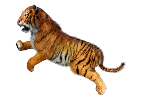 Rendering Una Grande Tigre Gatto Isolata Sfondo Bianco — Foto Stock