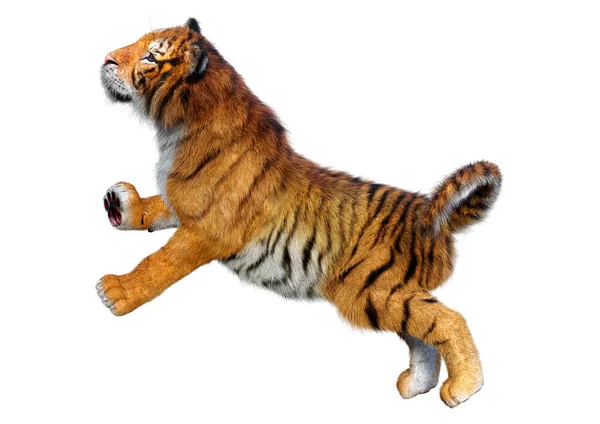 Rendering Big Cat Tiger Isolated White Background — Stock Photo, Image