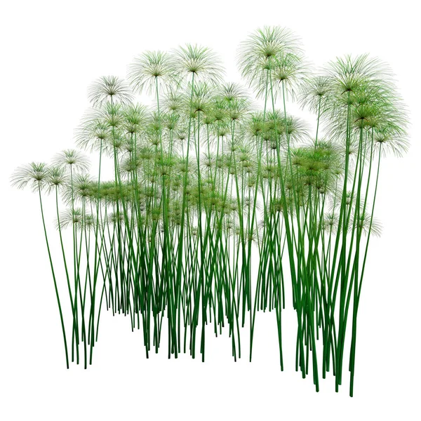 Rendu Papyrus Cyperus Papyrus Herbe Nil Isolés Sur Fond Blanc — Photo