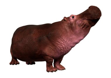 Beyaz arkaplanda izole edilmiş bir su aygırının 3B görüntülemesi