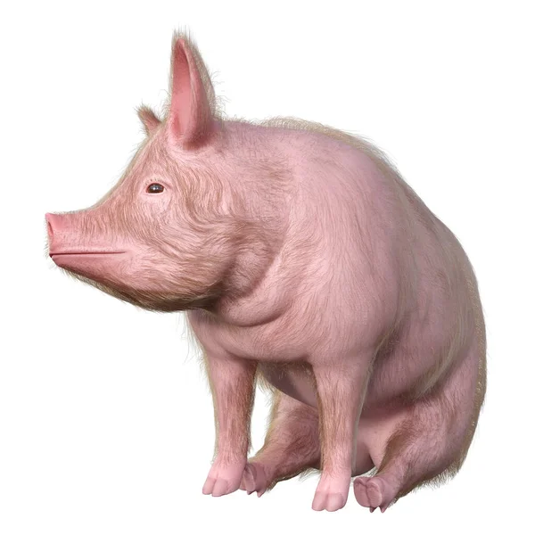 在白色背景上隔离的猪的3D渲染 — 图库照片