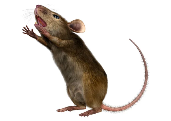 Rendering Little House Mouse Isolated White Background — Stock Photo, Image