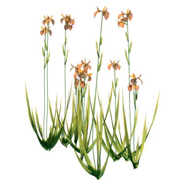 Beyaz arkaplanda izole edilmiş su zambağı çiçeklerinin 3D görüntülenmesi