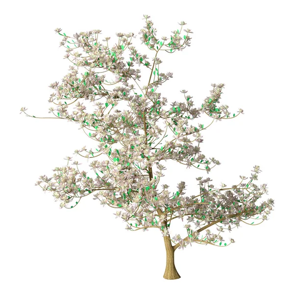 Рендеринг Цветущего Дерева Магнолии Белом Фоне — стоковое фото