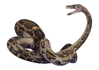 Dünyanın en büyük yılanlarından biri olan Birmanya pitonu ya da Python bivittatus 'un beyaz arka planda izole edilmiş 3D görüntüsü.