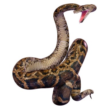 Dünyanın en büyük yılanlarından biri olan Birmanya pitonu ya da Python bivittatus 'un beyaz arka planda izole edilmiş 3D görüntüsü.