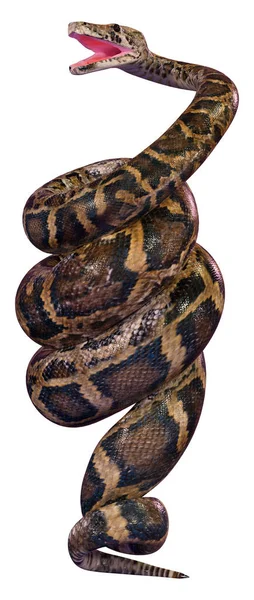 Rendering Pitone Birmano Python Bivittatus Uno Dei Serpenti Più Grandi — Foto Stock