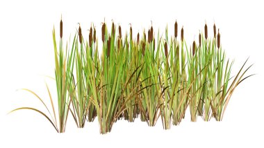 Beyaz arkaplanda 3 boyutlu kabartma bitkileri görüntüleme