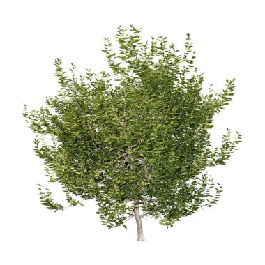 3D rendering of a green bay tree or Pimenta racemosa isolated on white background