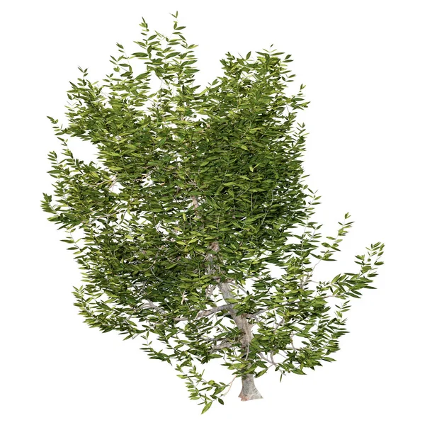 Rendering Green Bay Tree Pimenta Racemosa Isolated White Background — Fotografia de Stock