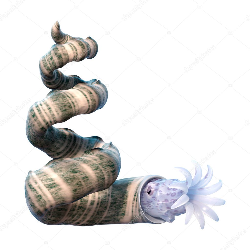 3D rendering of a Bostrychoceras, extinct shelled cephalopod animal isolated on white background