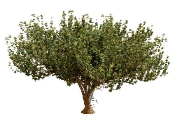 JTT 92033 - Trees 1