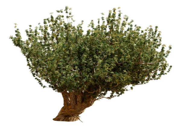 Rendering Green Olive Tree Isolated White Background — Fotografia de Stock