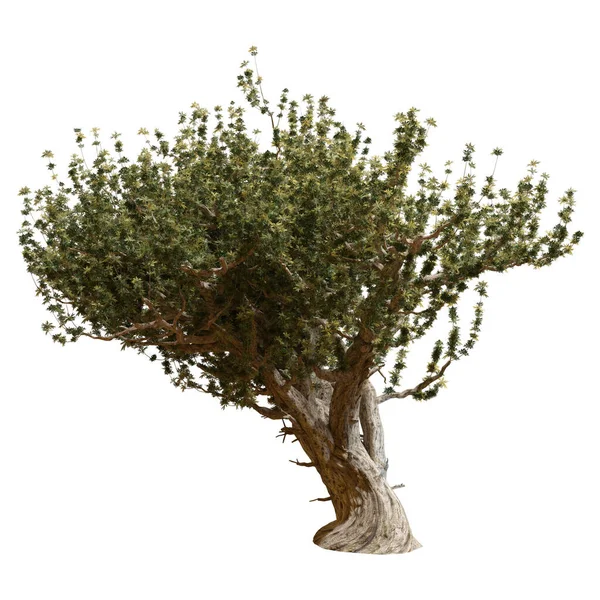 Rendering Eines Grünen Olivenbaums Isoliert Auf Weißem Hintergrund — Stockfoto