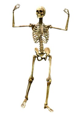 Beyaz arkaplanda izole edilmiş bir insan iskeletinin 3 boyutlu görüntülenmesi