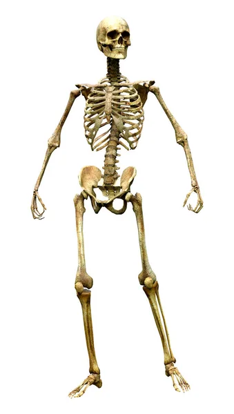 Darstellung Eines Menschlichen Skeletts Isoliert Auf Weißem Hintergrund — Stockfoto