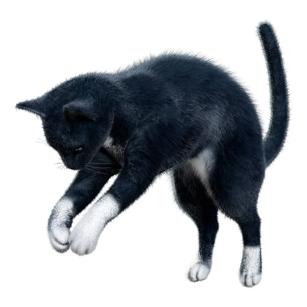Representación Gato Doméstico Negro Aislado Sobre Fondo Blanco —  Fotos de Stock