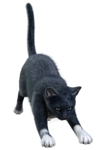 Rendering Einer Schwarzen Hauskatze Isoliert Auf Weißem Hintergrund — Stockfoto