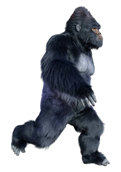 Vykreslení Černé Gorily Opice Izolované Bílém Pozadí — Stock fotografie