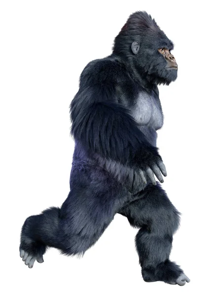 Rendering Eines Schwarzen Gorilla Affen Isoliert Auf Weißem Hintergrund — Stockfoto