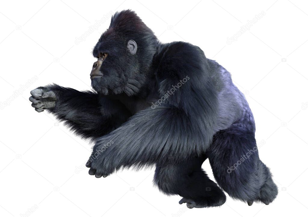 3D rendering of a black gorilla ape isolated on white background