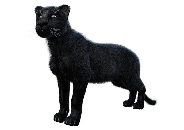 Rendering Big Cat Black Panther Isolated White Background — Stock Photo, Image