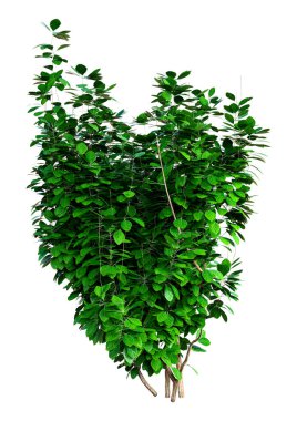 Beyaz arkaplanda izole edilmiş yeşil bir Euonymus fal bitkisinin 3 boyutlu canlandırması