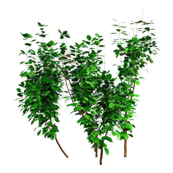 Rendering Gröna Euonymus Fortunei Växter Isolerade Vit Bakgrund — Stockfoto