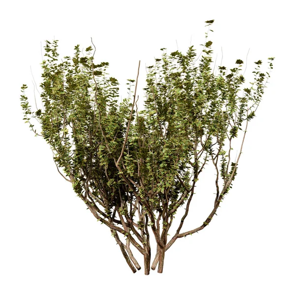 白い背景に隔離された緑のプライベート植物の3Dレンダリング — ストック写真