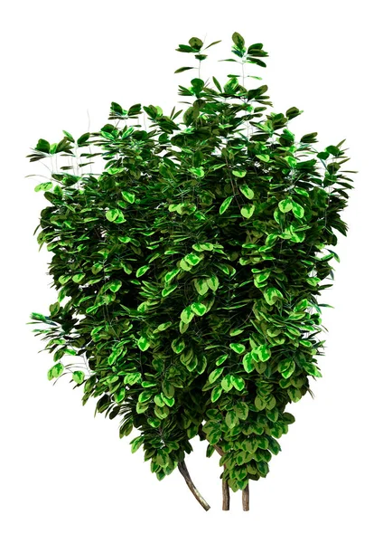 Weergave Van Een Groene Euonymus Fortunei Plant Geïsoleerd Witte Achtergrond — Stockfoto