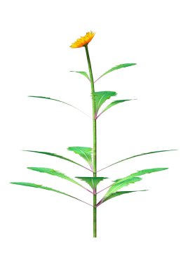 Beyaz arkaplanda izole edilmiş bir karahindiba çiçeğinin 3 boyutlu canlandırması