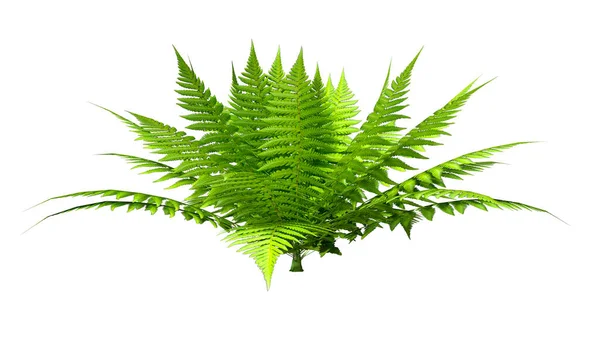 Rendering Green Fern Plant Isolated White Background — Stock Photo, Image