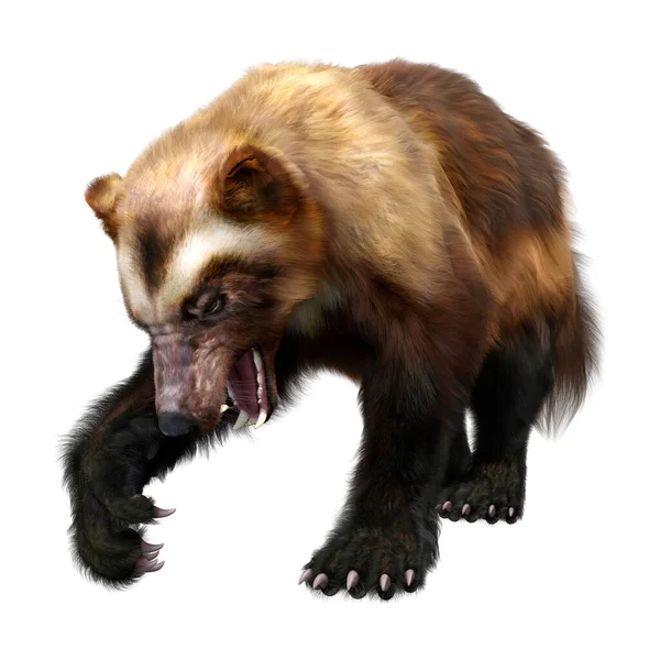 Rendering Wolverine Animal Isolated White Background — Stock Photo, Image