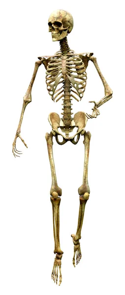 Darstellung Eines Menschlichen Skeletts Isoliert Auf Weißem Hintergrund — Stockfoto