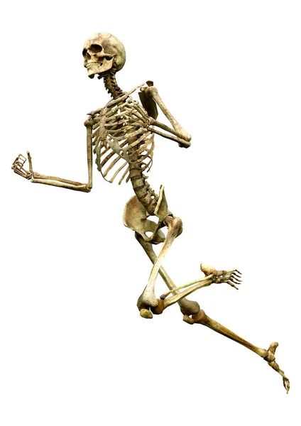 Darstellung Eines Menschlichen Skeletts Isoliert Auf Weißem Hintergrund — Stockfoto