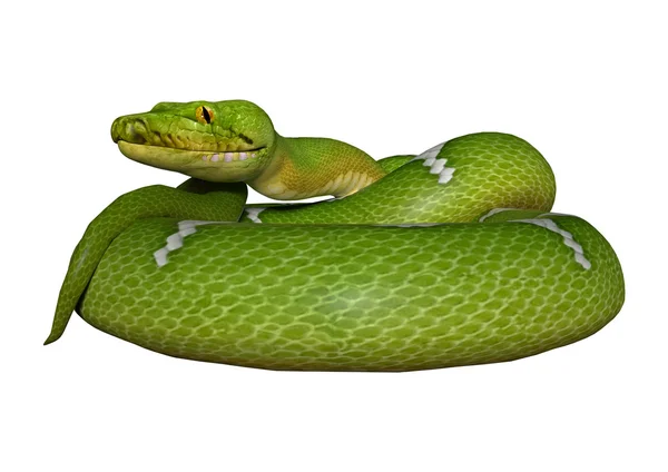 Grüner Python auf Weiß — Stockfoto