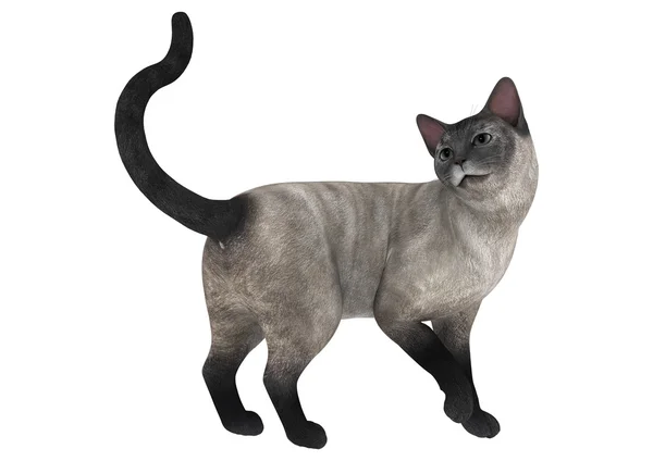 Siamese Cat — Stock Photo, Image