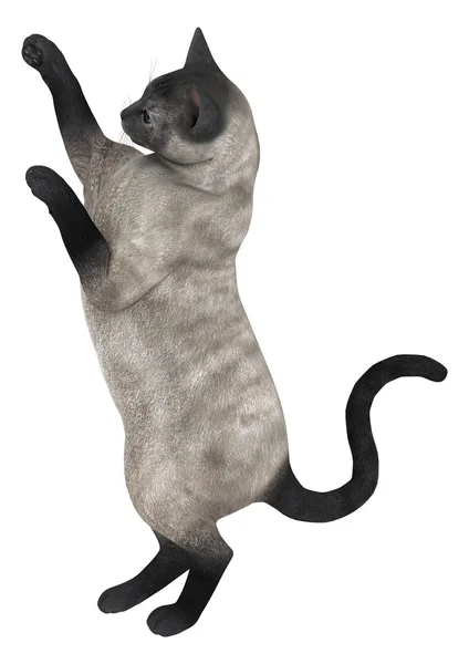 Siamese kat — Stockfoto