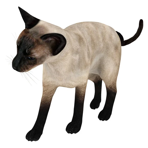 Siamese katt — Stockfoto