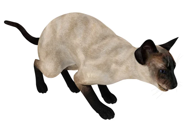 Siamese Cat — Stock Photo, Image