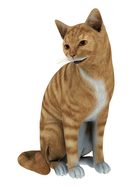 Red Tabby Cat — Stock Photo, Image