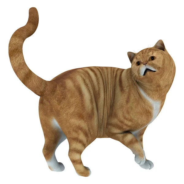 Gato tabby vermelho — Fotografia de Stock